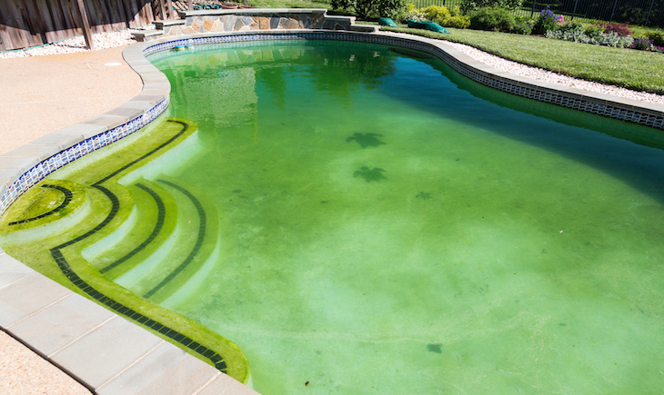 pool water turned green