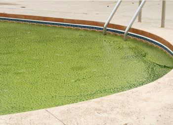 El agua de la piscina se vuelve verde