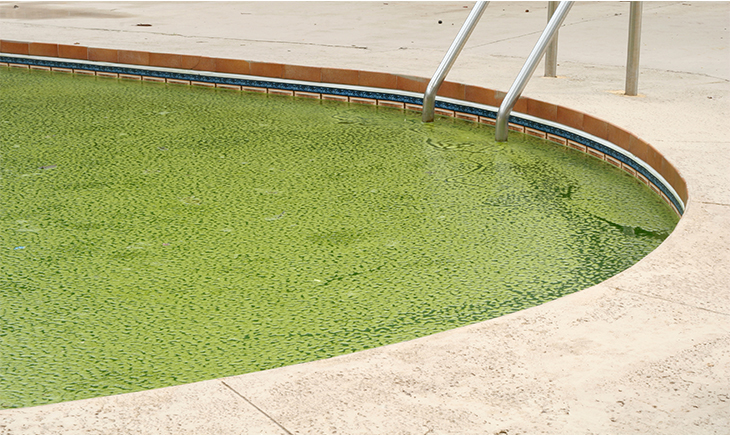 swimming pool water turned green
